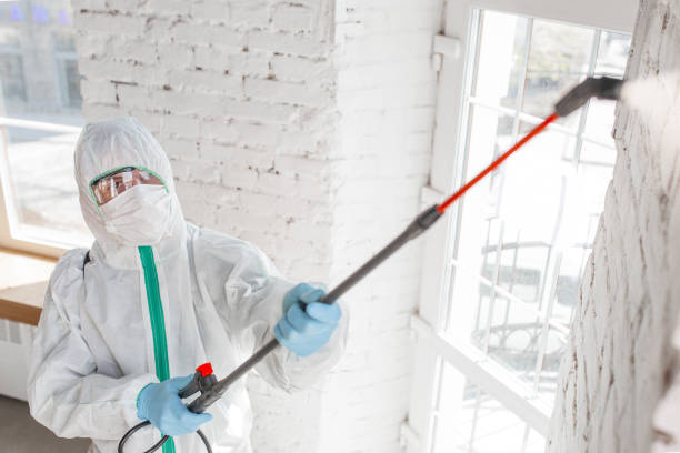 Best Specialized Mold Remediation in USA